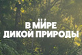 � ���� ����� �������